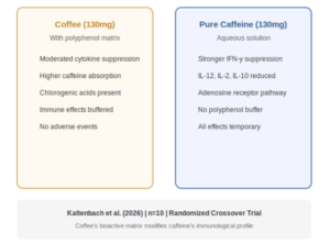 Coffee vs. Pure Caffeine: New Research Reveals Key Differences in Immune Response